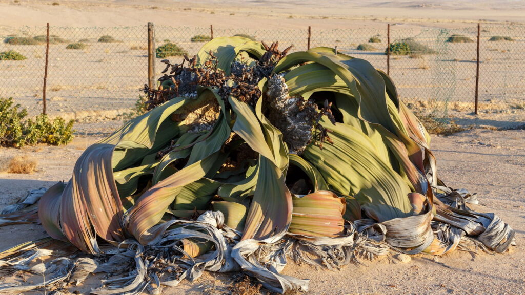 As 3 plantas mais resistentes do mundo vêm da África