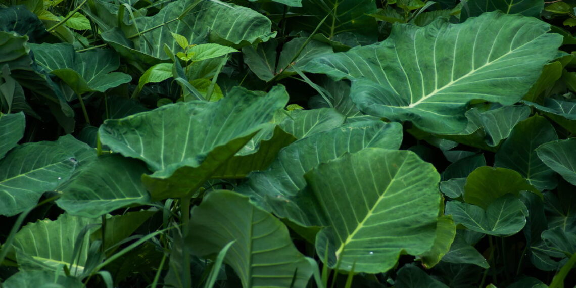 As 4 plantas comestíveis mais surpreendentes que você já viu