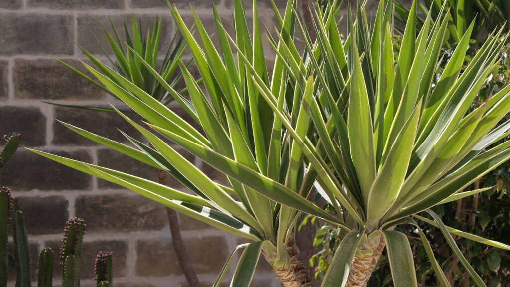 As 6 melhores plantas resistentes à seca para seu jardim