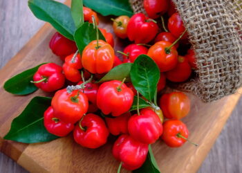 Veja como ter um cultivo grande e produtivo de acerola direto do seu quintal