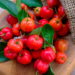 Veja como ter um cultivo grande e produtivo de acerola direto do seu quintal
