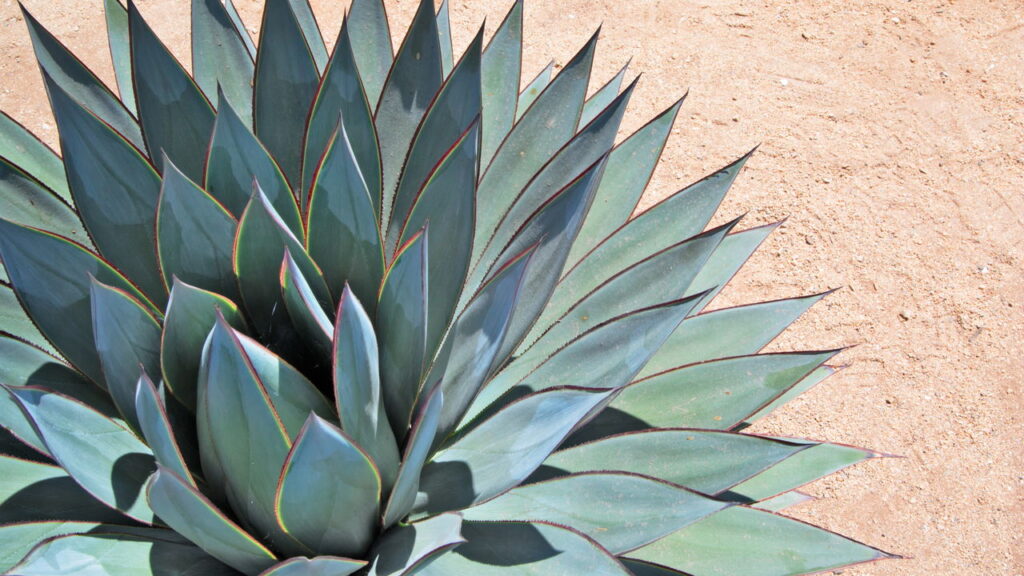 As 5 plantas que sobrevivem ao sol escaldante e ainda deixam o jardim lindo