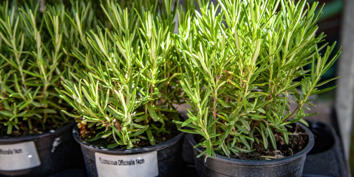 Erva aromática popular no Brasil melhora a saúde e é simples de cultivar!