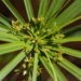 As 3 melhores plantas para purificar a água naturalmente