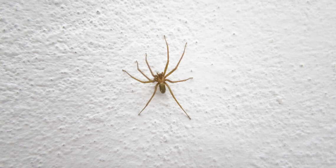 É a planta mais eficaz para repelir aranhas de casa na primavera