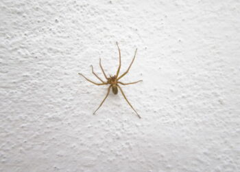 É a planta mais eficaz para repelir aranhas de casa na primavera