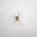 É a planta mais eficaz para repelir aranhas de casa na primavera