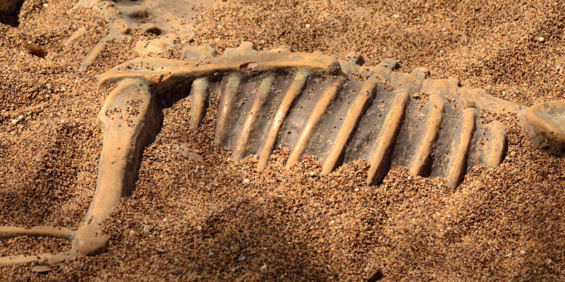 Nova espécie de dinossauro surpreende pela aparência e tamanho