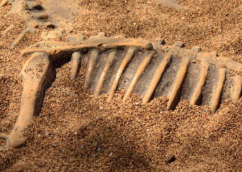 Nova espécie de dinossauro surpreende pela aparência e tamanho