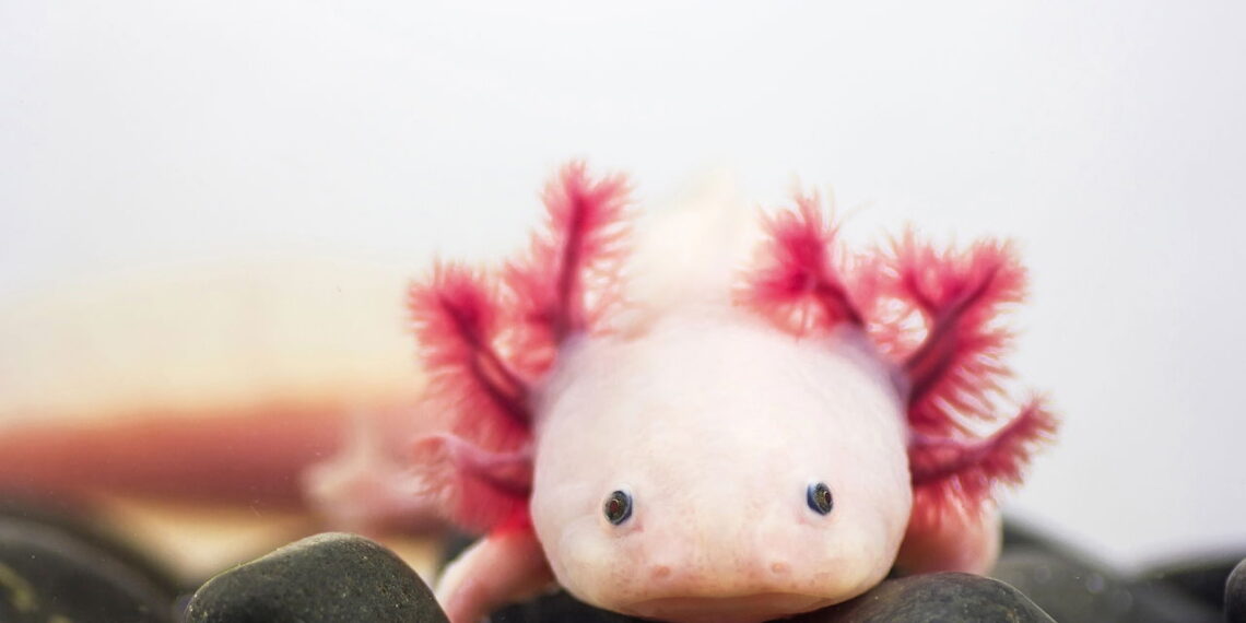 Esse bichinho fofo virou o queridinho dos aquários mas poucos sabem por quê