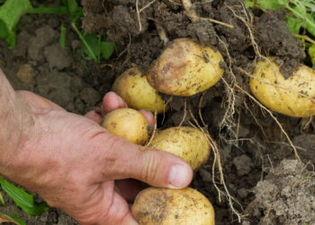 Aprenda a ter um dos alimentos mais consumidos do mundo em seu quintal hoje!