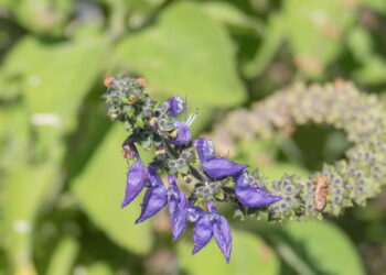 A planta perfeita para quem quer sombra no jardim e alívio para dor de cabeça