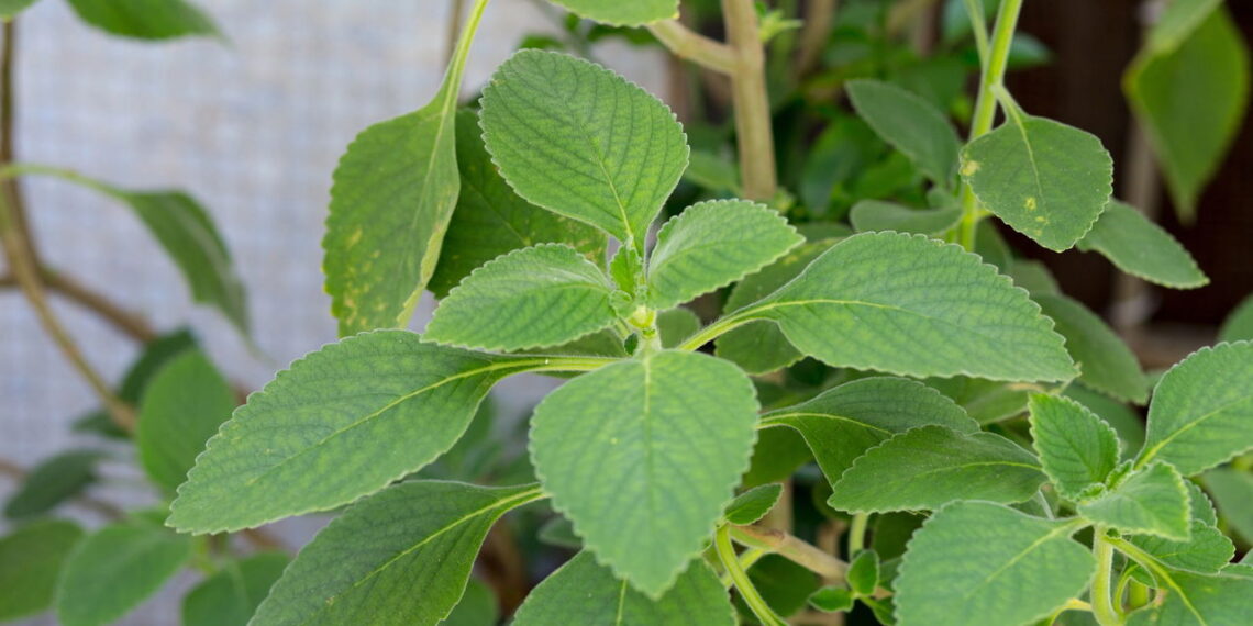 A planta mais eficaz para o fígado e digestão segundo a ciência natural