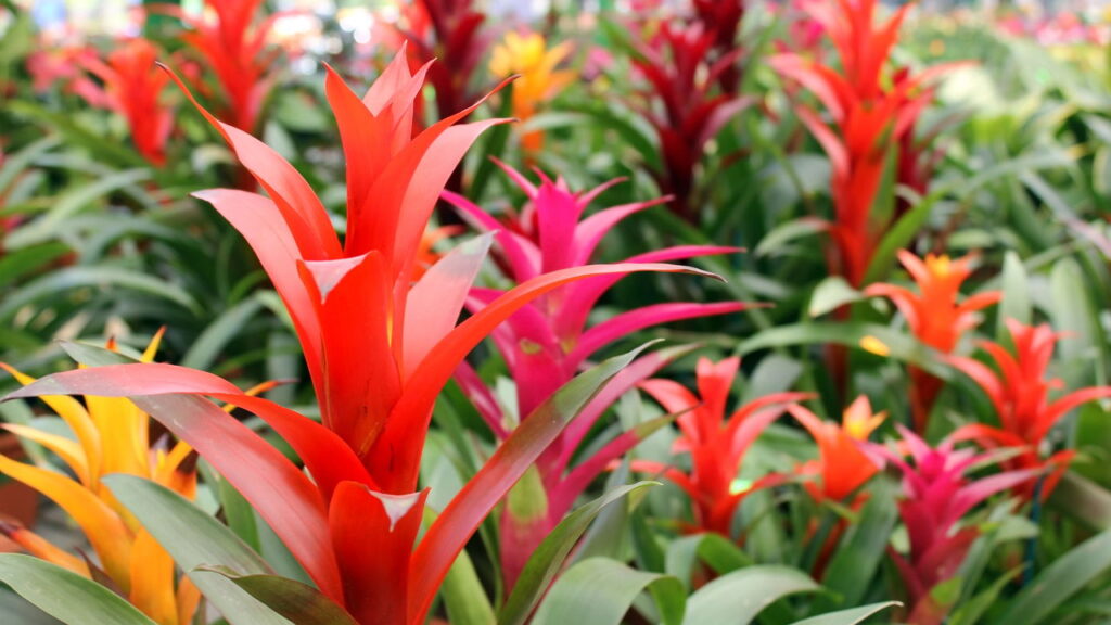 As 5 melhores plantas para quem tem pets em apartamento