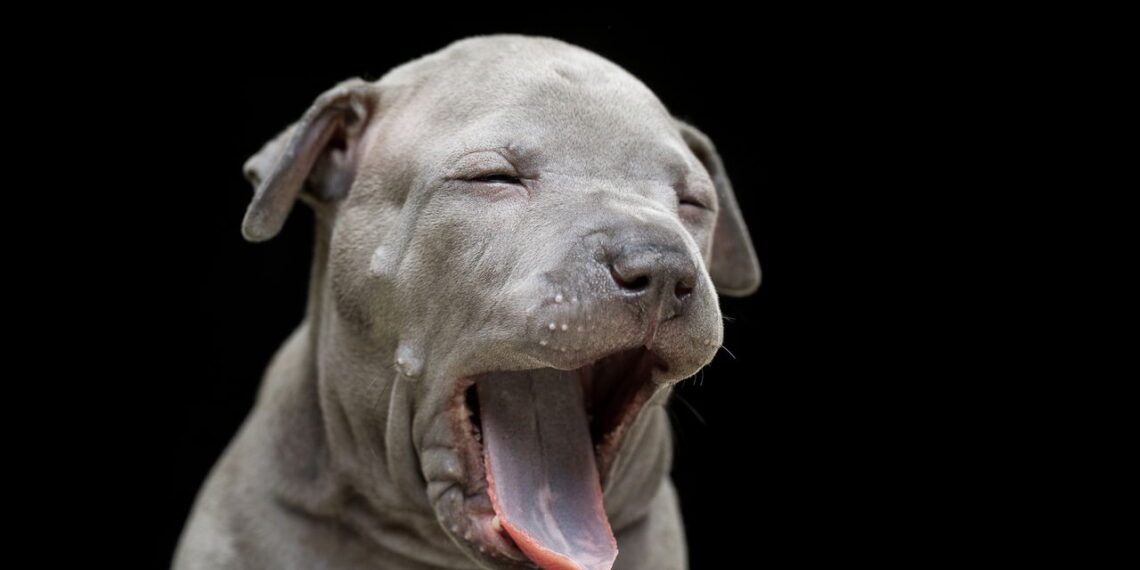 O verdadeiro motivo por trás do bocejo dos cães vai surpreender