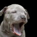 O verdadeiro motivo por trás do bocejo dos cães vai surpreender