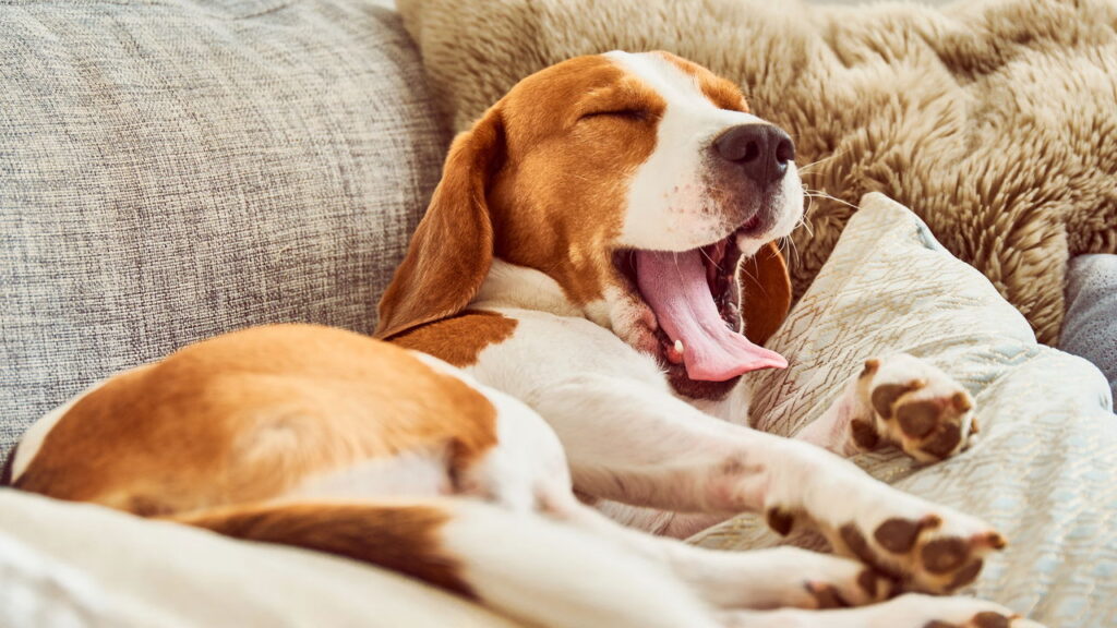 O verdadeiro motivo por trás do bocejo dos cães vai surpreender