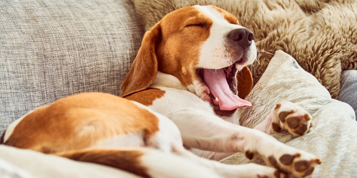 O que significa quando seu cachorro ocupa seu travesseiro para dormir segundo um veterinário
