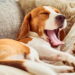 O que significa quando seu cachorro ocupa seu travesseiro para dormir segundo um veterinário