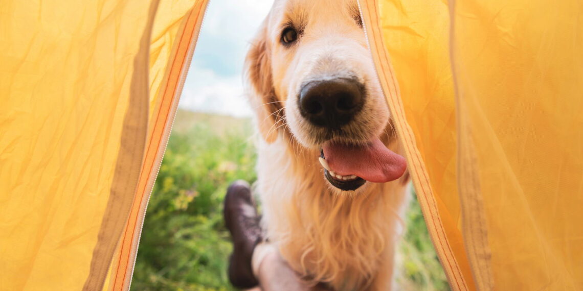 O que esses comportamentos do seu cachorro pode significar ?
