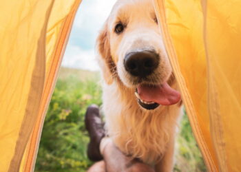 O que esses comportamentos do seu cachorro pode significar ?