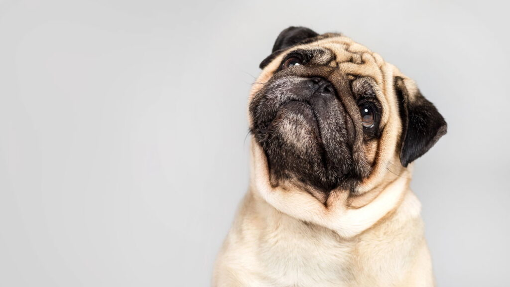 Os melhores cachorros para viver bem em casas pequenas