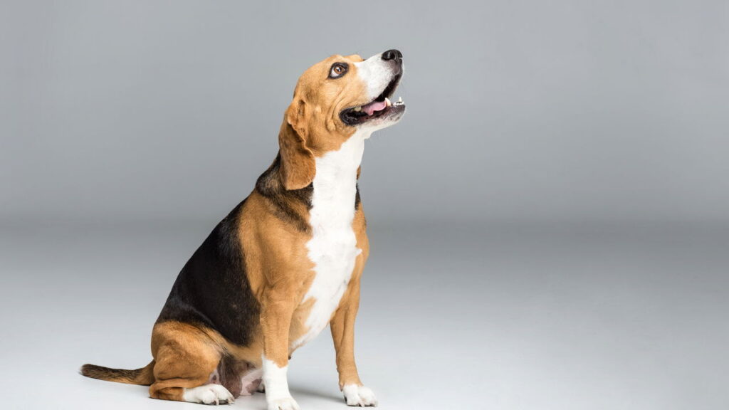 Espacialistas explicam o comportamento dos cães que escolhem para quem latir