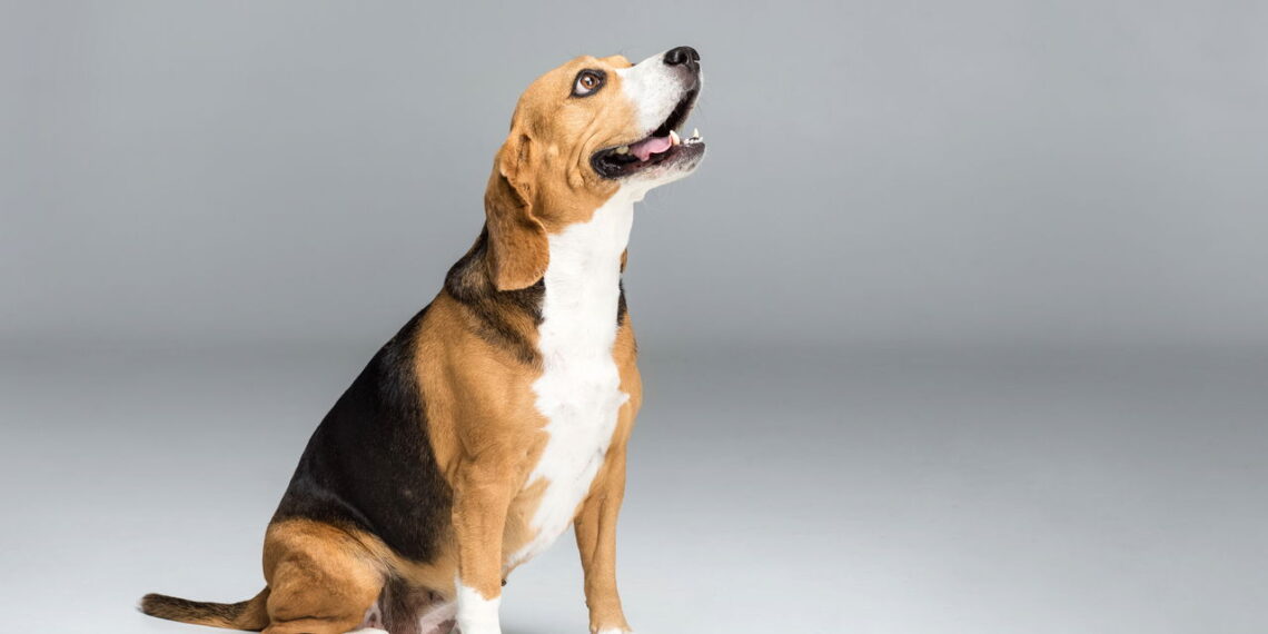 Espacialistas explicam o comportamento dos cães que escolhem para quem latir