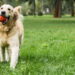 A melhor rotina para deixar seu cachorro mais calmo e saudável