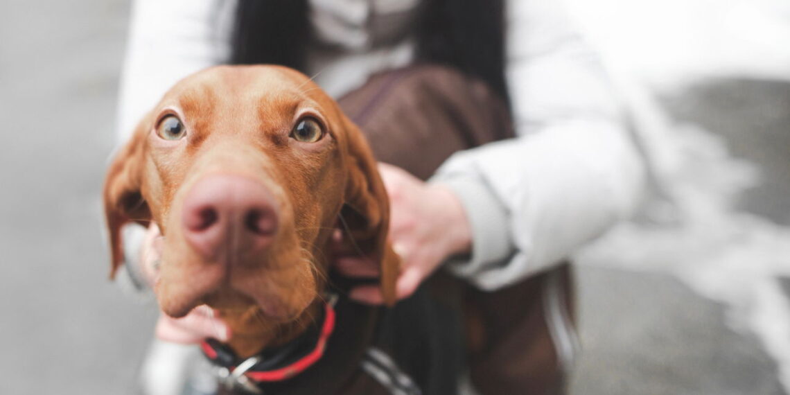 O que significa para seu cão olhar nos olhos por muito tempo
