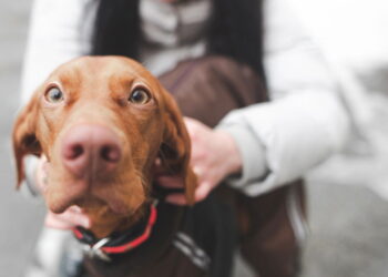 O que significa para seu cão olhar nos olhos por muito tempo