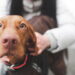 O que significa para seu cão olhar nos olhos por muito tempo