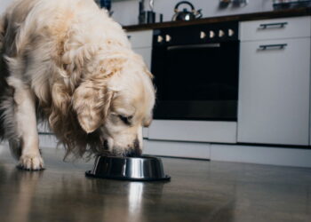 Os piores erros ao deixar o cachorro sozinho em casa