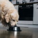Os piores erros ao deixar o cachorro sozinho em casa