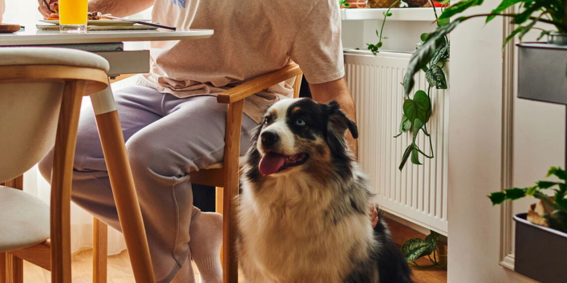 Se seu cachorro ama pão é melhor saber disso antes da próxima mordida