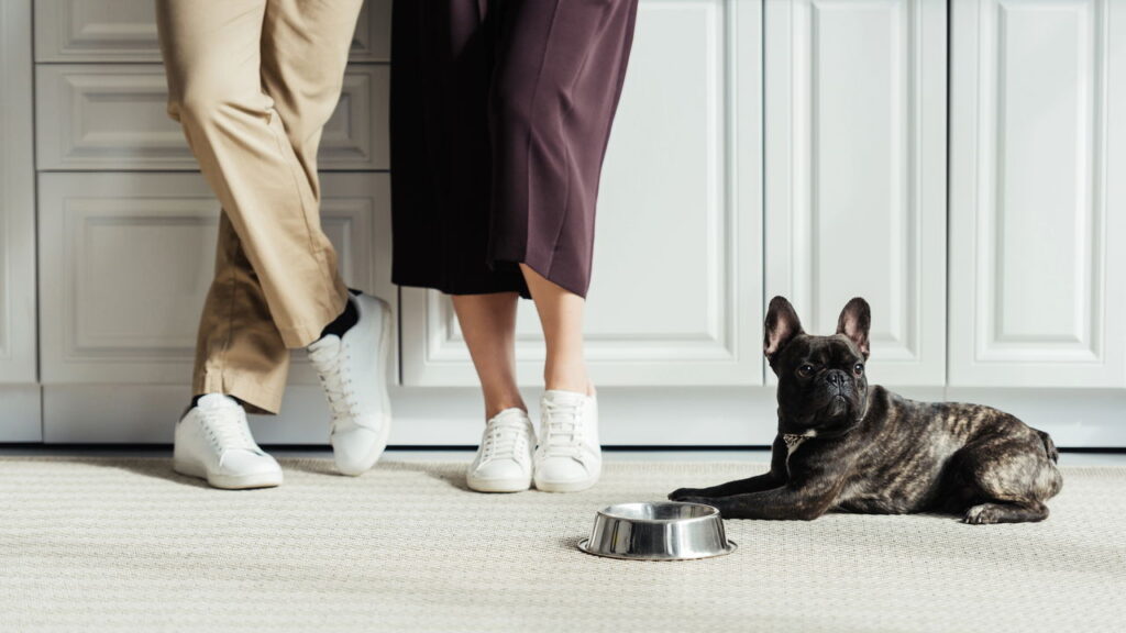 O comportamento mais comum dos pets que revela apego extremo