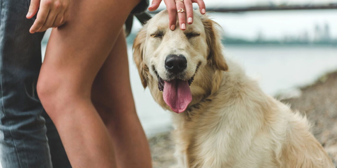 Os nomes de pets que mais cresceram em popularidade no Brasil nos últimos anos