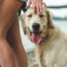 Os nomes de pets que mais cresceram em popularidade no Brasil nos últimos anos