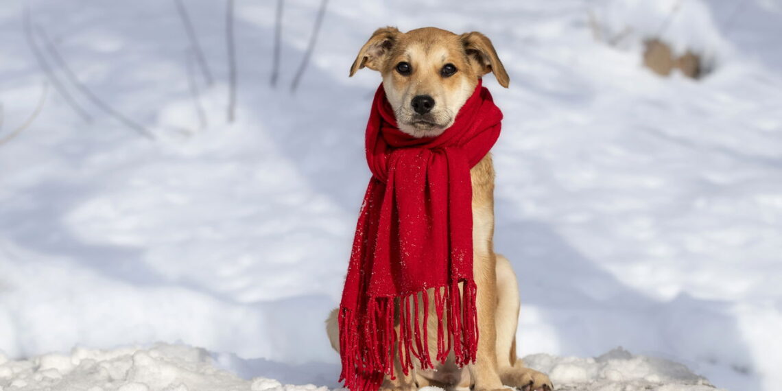 As raças de cachorro que mais sofrem com o inverno