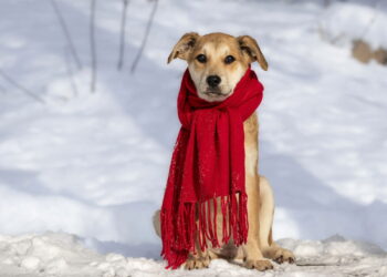 As raças de cachorro que mais sofrem com o inverno