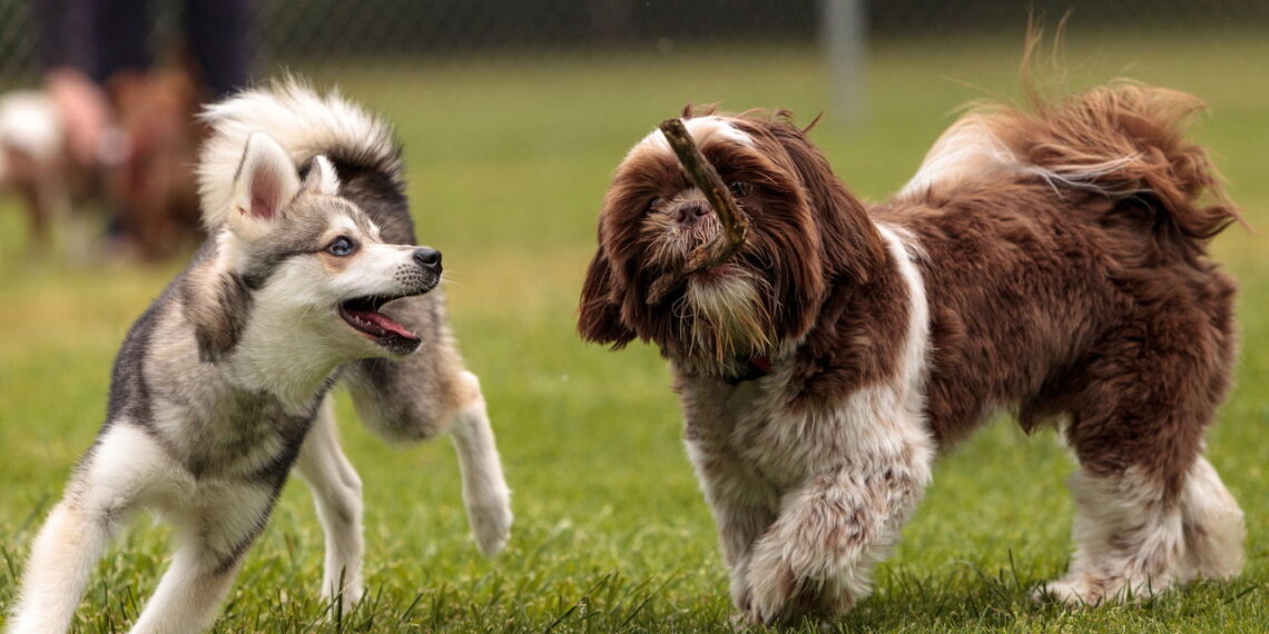 A linguagem corporal que mostra como os cães se despedem dos seus donos