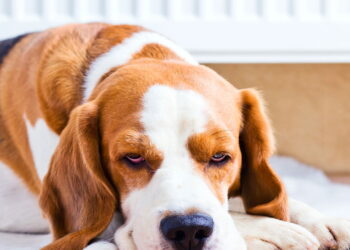 5 cuidados essenciais ao usar ar-condicionado com animais em casa