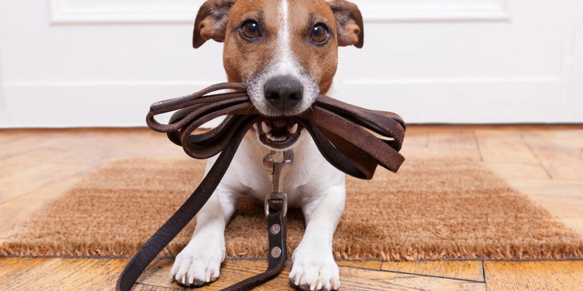 O melhor método para adestrar seu cão em casa com facilidade