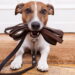 O melhor método para adestrar seu cão em casa com facilidade