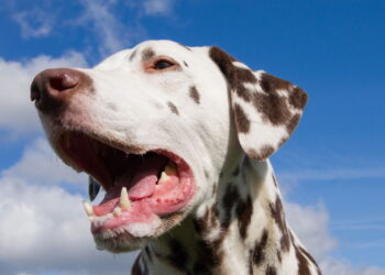 Espacialistas explicam o comportamento dos cães que escolhem para quem latir