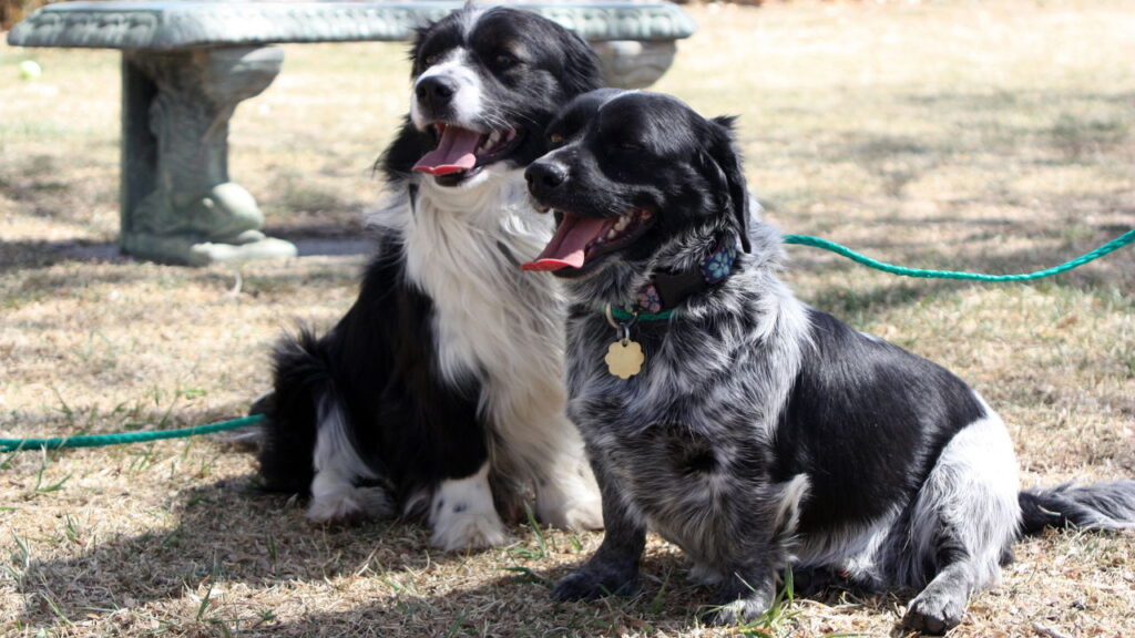 Por que ter dois cachorros pode ser melhor do que um só