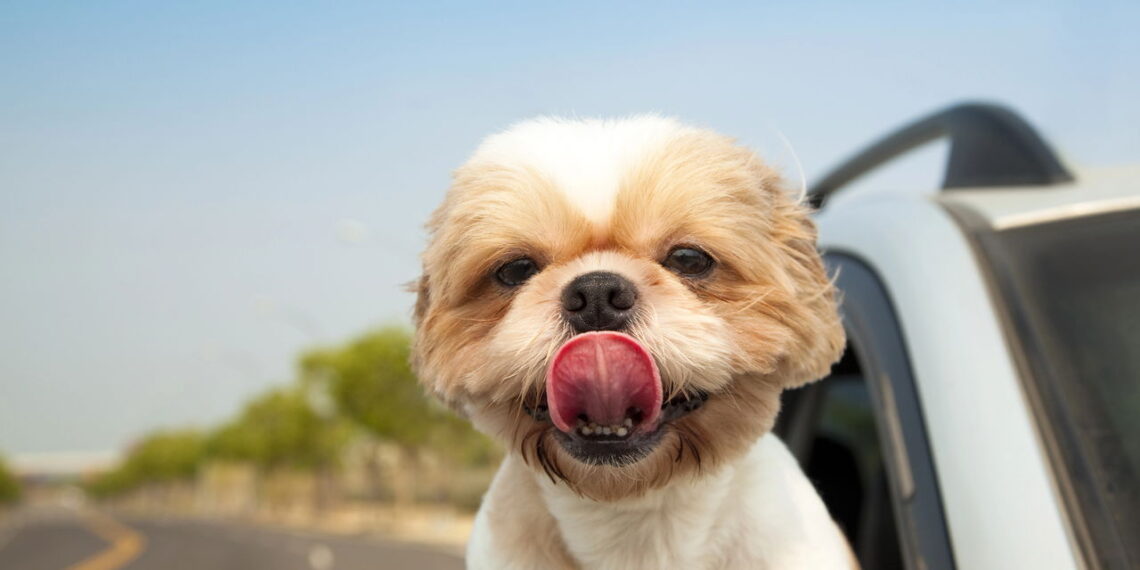 Os nomes de pets mais criativos inspirados em filmes e séries