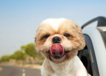 Os nomes de pets mais criativos inspirados em filmes e séries