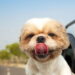 Os nomes de pets mais criativos inspirados em filmes e séries