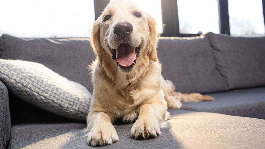 A melhor forma de manter seu pet quentinho no inverno


